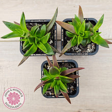 Load image into Gallery viewer, Crassula Red Pagoda - Large form (burgundy)
