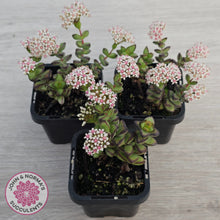 Load image into Gallery viewer, Crassula rupestris
