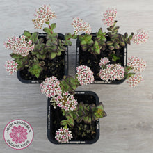 Load image into Gallery viewer, Crassula rupestris
