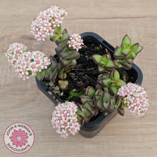 Load image into Gallery viewer, Crassula rupestris

