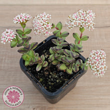 Load image into Gallery viewer, Crassula rupestris
