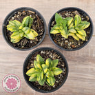 Crassula 'Springtime' Variegated