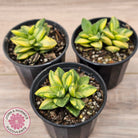 Crassula 'Springtime' Variegated
