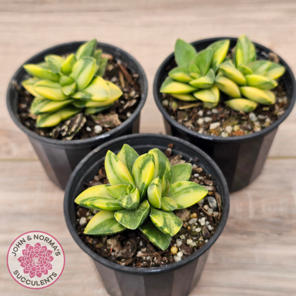 Crassula 'Springtime' Variegated