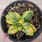 Crassula 'Springtime' Variegated