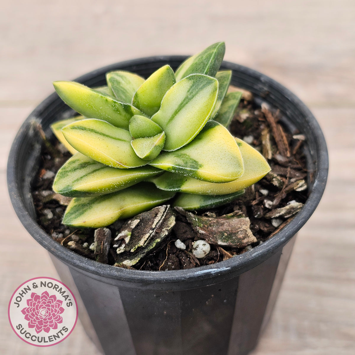 Crassula 'Springtime' Variegated