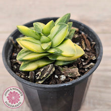 Load image into Gallery viewer, Crassula 'Springtime' Variegated
