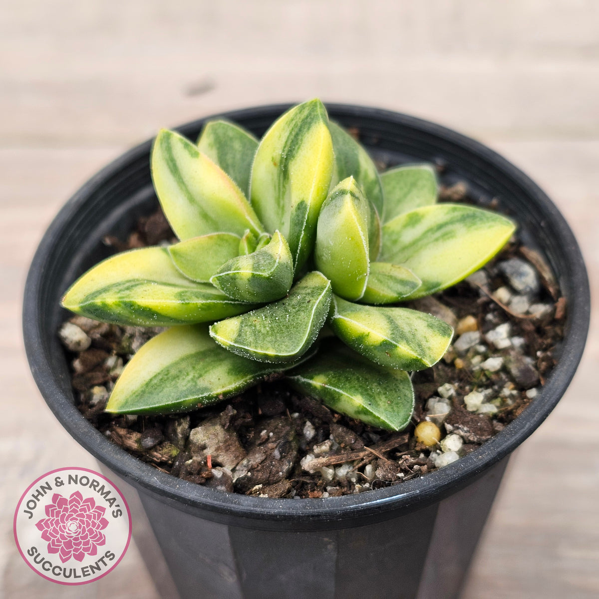 Crassula 'Springtime' Variegated