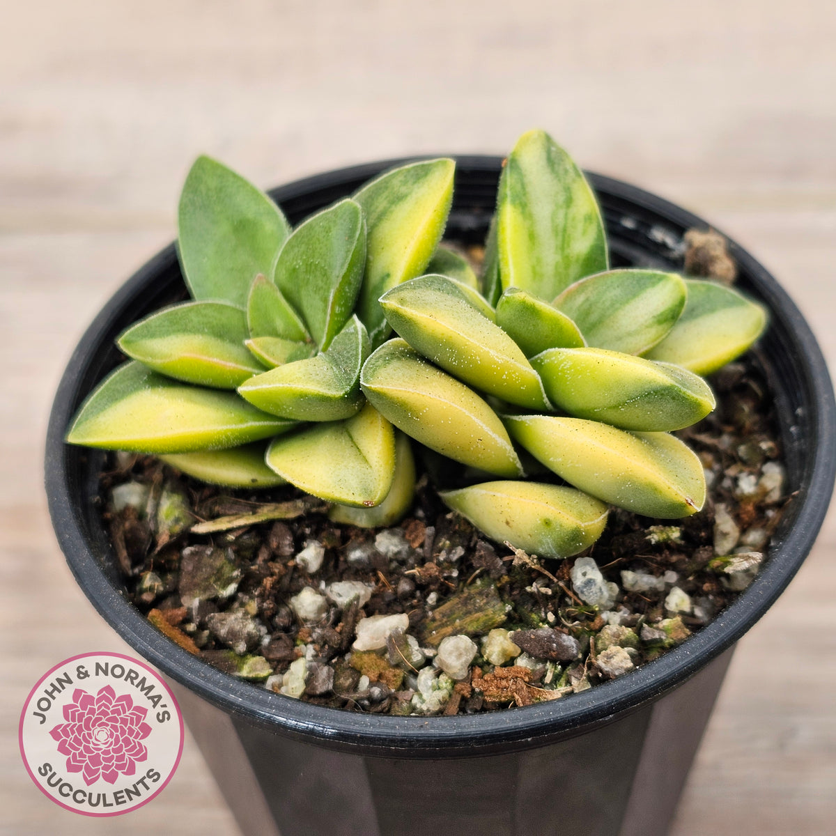Crassula 'Springtime' Variegated