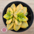 Crassula 'Springtime' Variegated