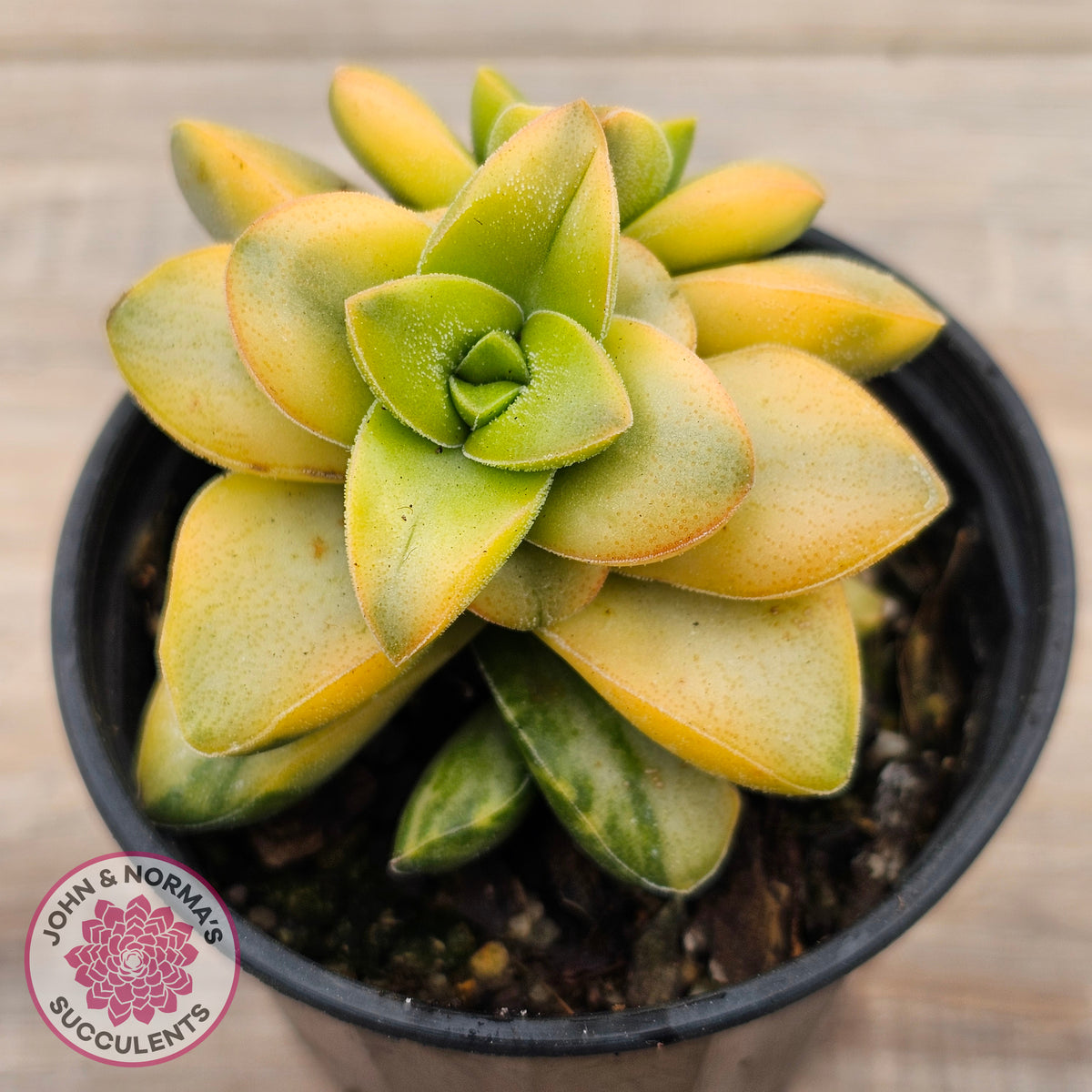 Crassula 'Springtime' Variegated