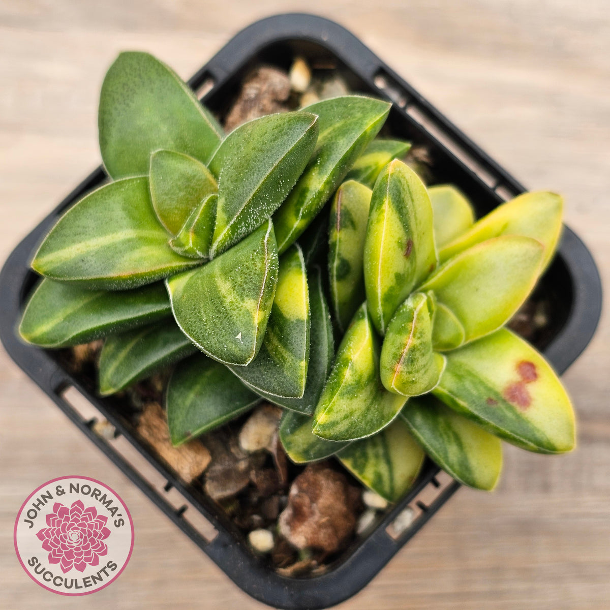 Crassula 'Springtime' Variegated