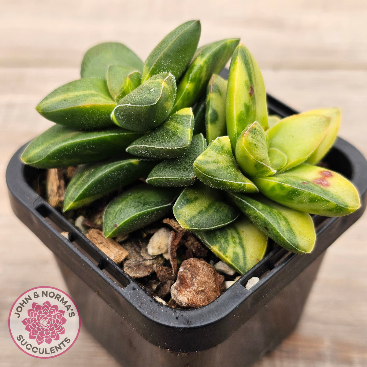 Crassula 'Springtime' Variegated