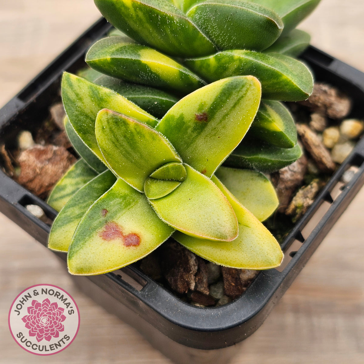 Crassula 'Springtime' Variegated
