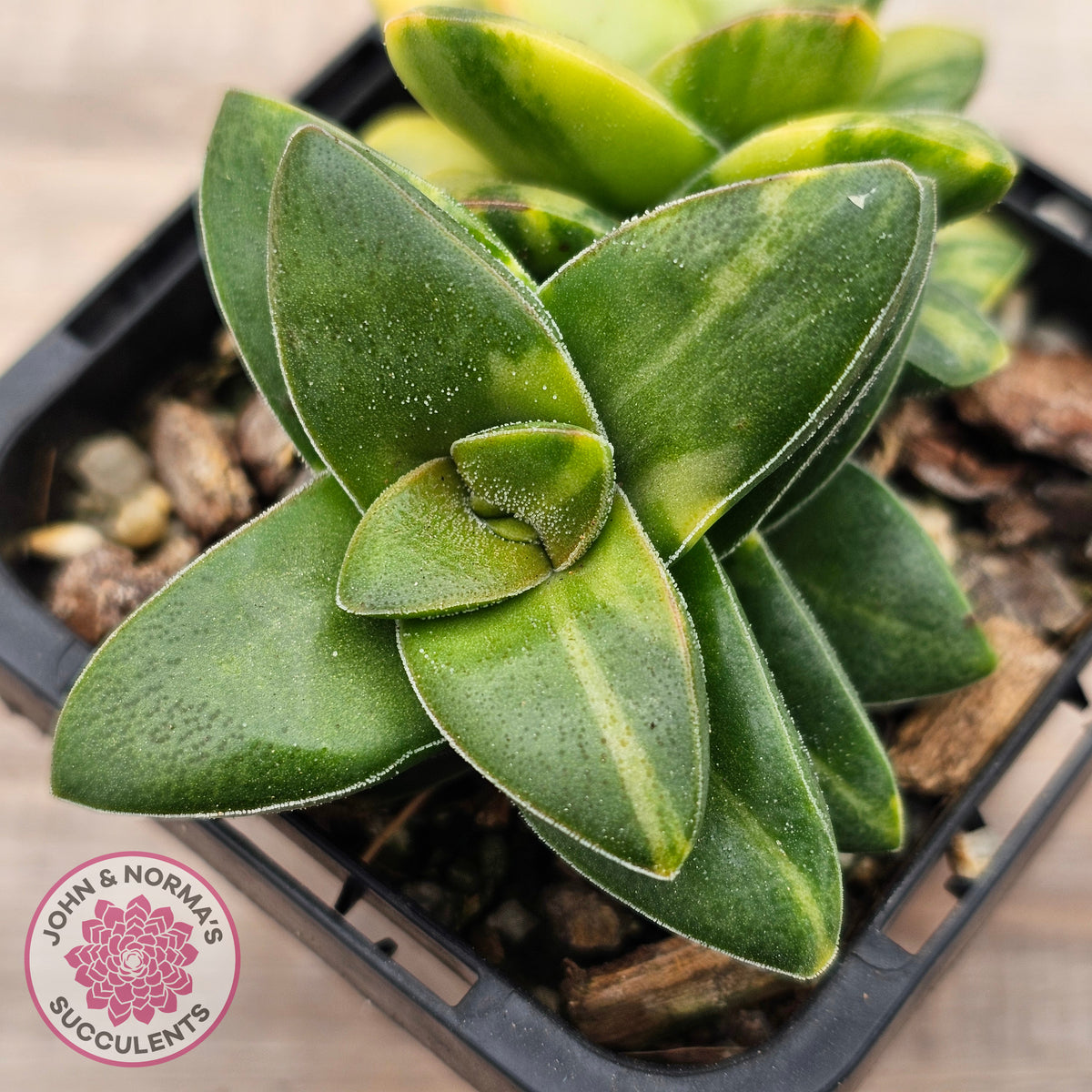 Crassula 'Springtime' Variegated