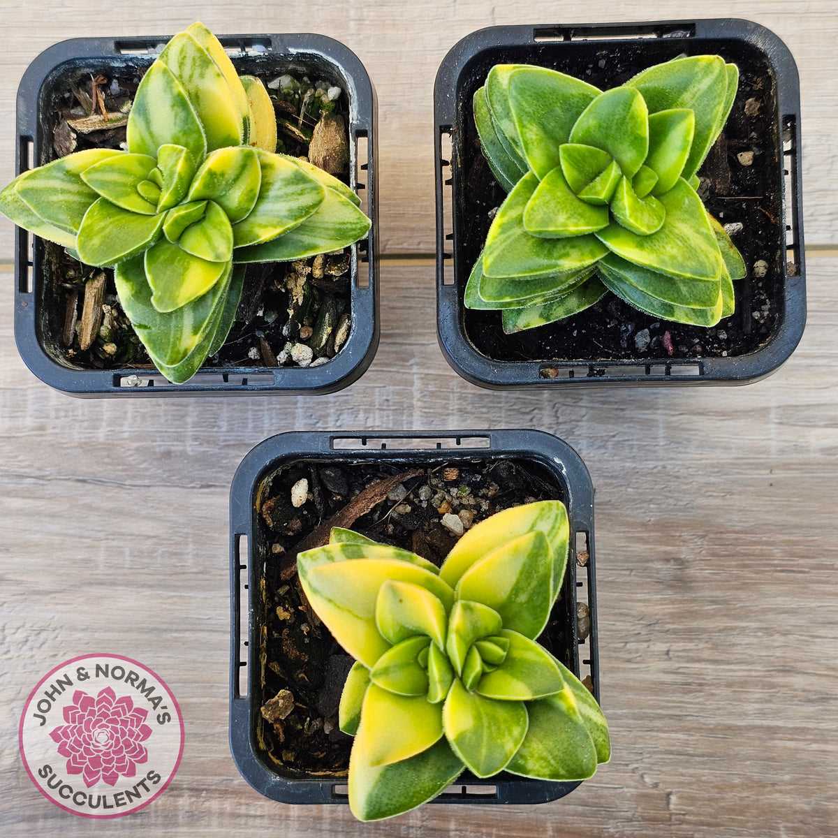 Crassula 'Springtime' Variegated