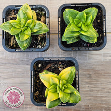 Load image into Gallery viewer, Crassula 'Springtime' Variegated
