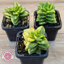 Load image into Gallery viewer, Crassula 'Springtime' Variegated
