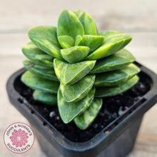 Load image into Gallery viewer, Crassula 'Springtime' Variegated
