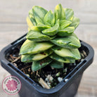 Crassula 'Springtime' Variegated