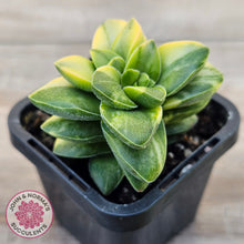 Load image into Gallery viewer, Crassula 'Springtime' Variegated
