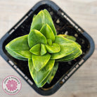 Crassula 'Springtime' Variegated