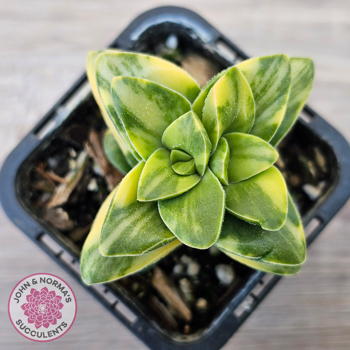 Crassula 'Springtime' Variegated