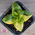 Crassula 'Springtime' Variegated
