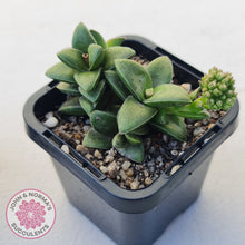 Load image into Gallery viewer, Crassula &#39;Springtime&#39;
