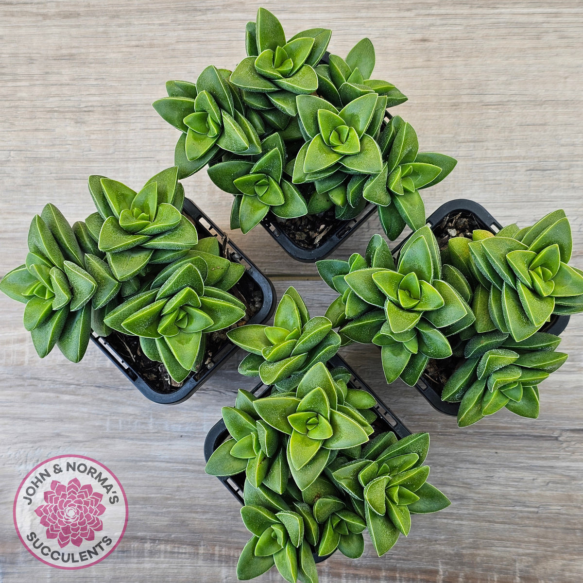 Crassula 'Springtime'
