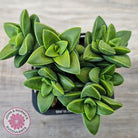 Crassula 'Springtime'