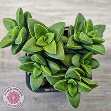 Load image into Gallery viewer, Crassula 'Springtime'
