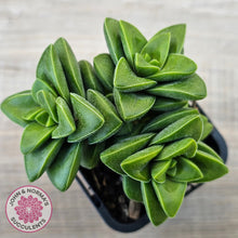 Load image into Gallery viewer, Crassula 'Springtime'
