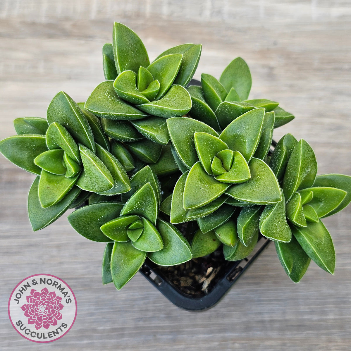 Crassula 'Springtime'