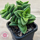 Crassula 'Springtime'