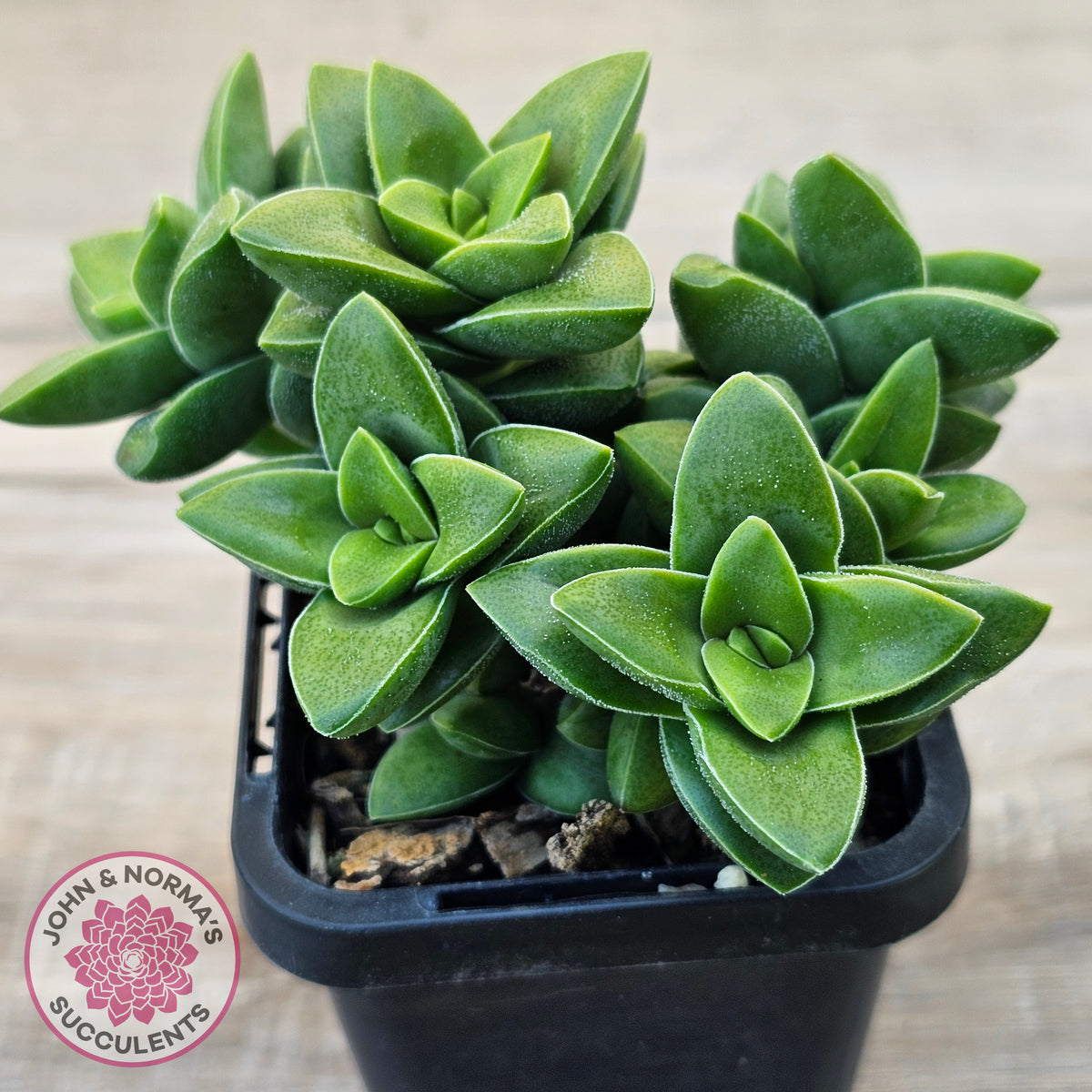 Crassula 'Springtime'