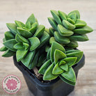 Crassula 'Springtime'