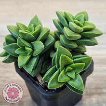 Load image into Gallery viewer, Crassula 'Springtime'
