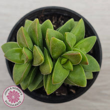 Load image into Gallery viewer, Crassula 'Springtime'
