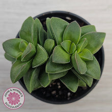 Load image into Gallery viewer, Crassula 'Springtime'
