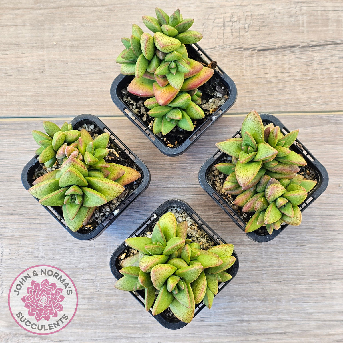 Crassula 'Talisman'