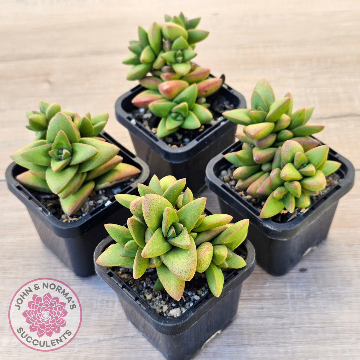 Crassula 'Talisman'