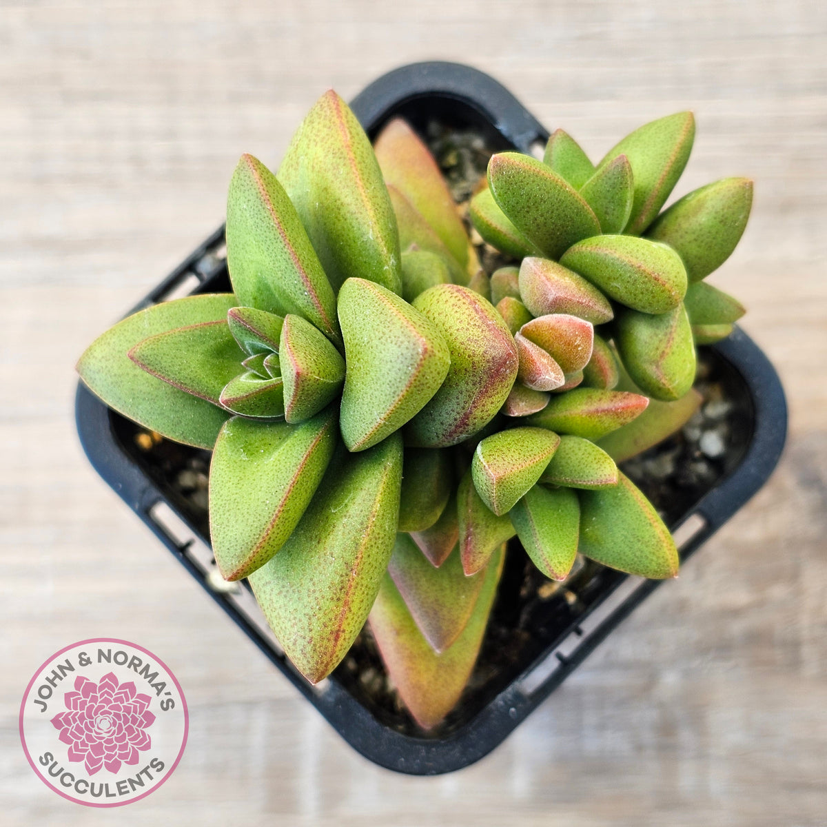 Crassula 'Talisman'