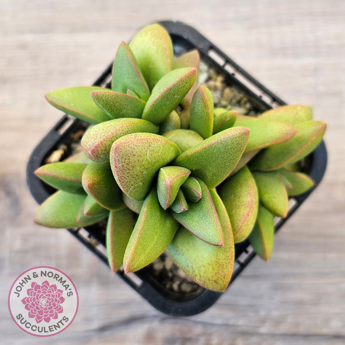 Crassula 'Talisman'