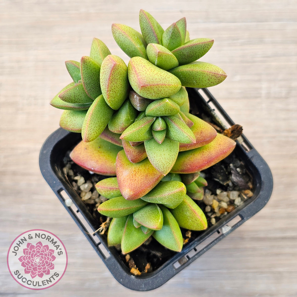 Crassula 'Talisman'
