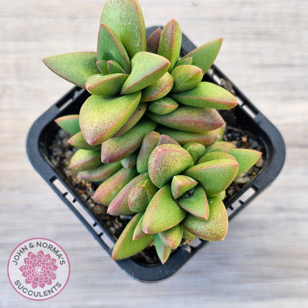 Crassula 'Talisman'