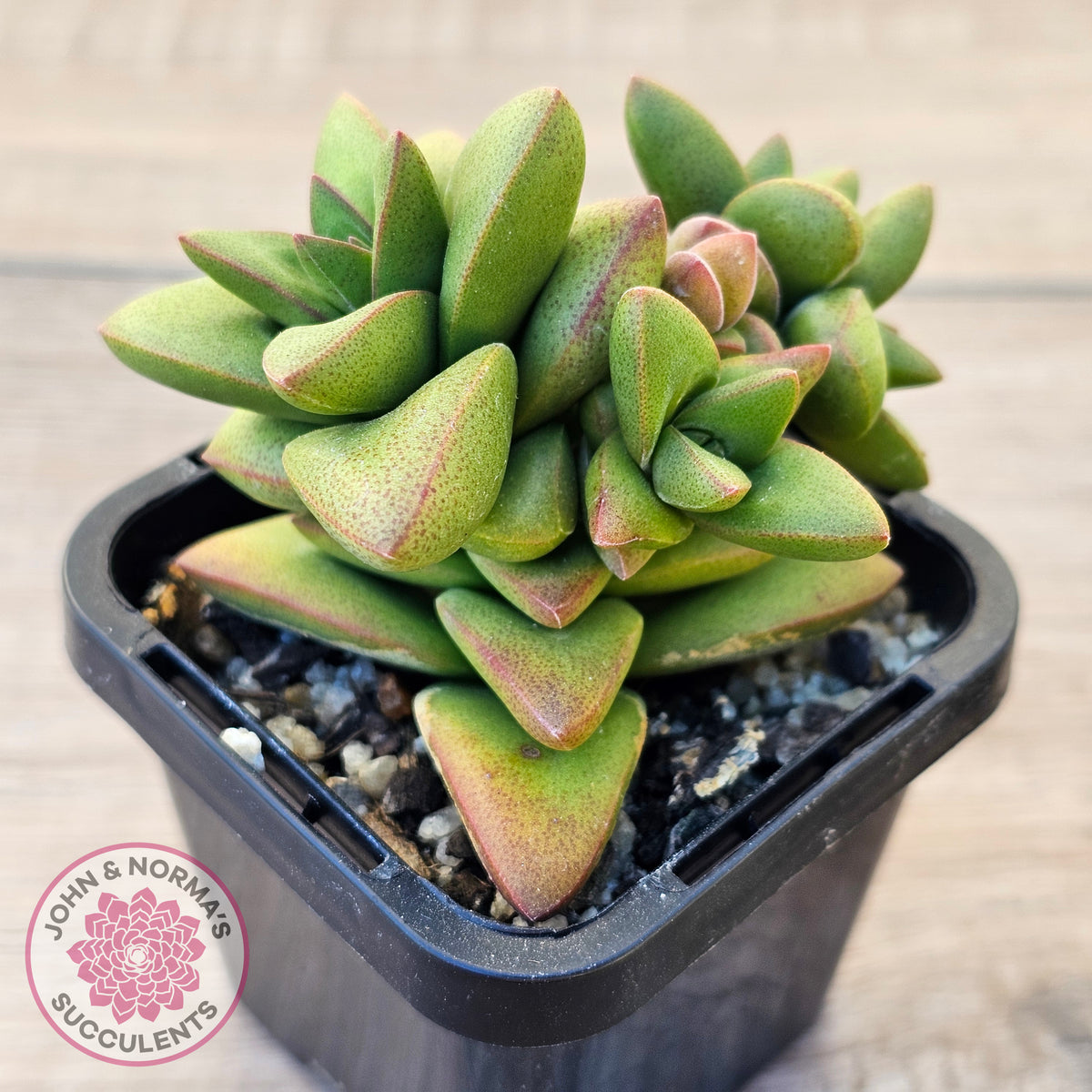 Crassula 'Talisman'