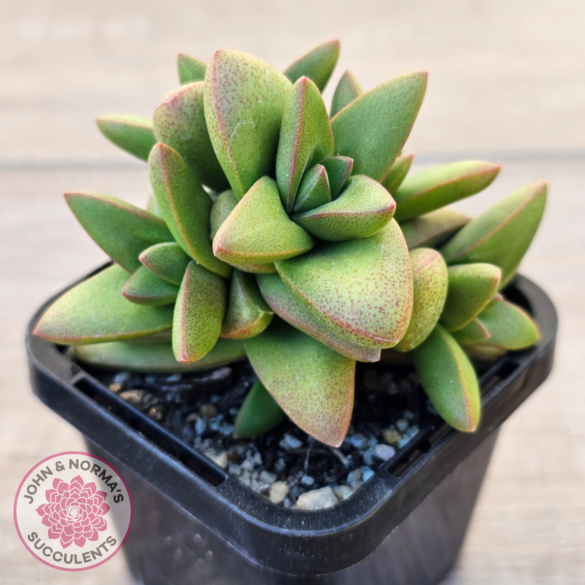 Crassula 'Talisman'