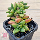 Crassula 'Talisman'