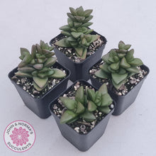 Load image into Gallery viewer, Crassula &#39;Talisman&#39; - John &amp; Norma&#39;s Succulents Australia
